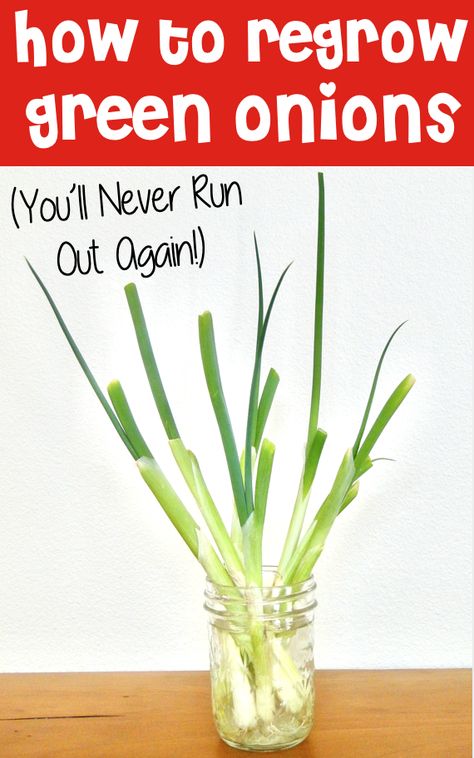 Growing Green Onions Indoors, How To Grow Green Onions Indoors, Scallions Growing, Growing Scallions, Green Onions In Water, Growing Green Onions, Food Preps, Regrow Green Onions, Fresh Vegetable Recipes