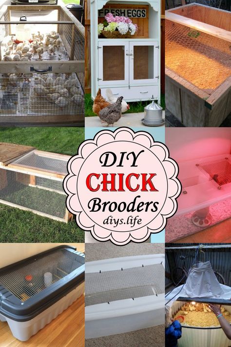 DIY Chick Brooder Ideas Diy Duck Brooder Ideas, Baby Chick Housing, Easy Brooder Diy, Chic Brooder Ideas, Homemade Chicken Brooder, Easy Chicken Brooder Ideas, Outdoor Chicken Brooder, Large Brooder Box Ideas, Chick Pen Ideas