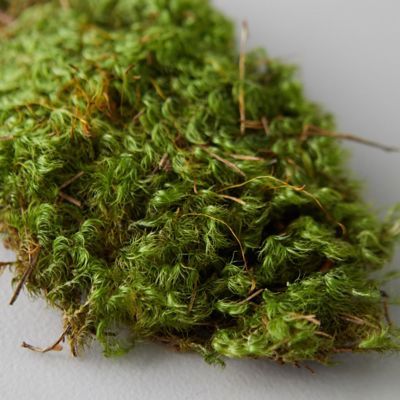 Moss Arrangements, Growing Moss, Open Terrariums, Faux Branches, Terrarium Supplies, Garden Labels, Clay Designs, Frame Tray, Leafy Plants