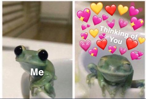 Wholesome Frog Pics, Frog Pick Up Lines, Cute Pickup Lines, Frog Meme, Frog Pictures, Funny Frogs, A Frog, Frog And Toad, Very Funny Pictures