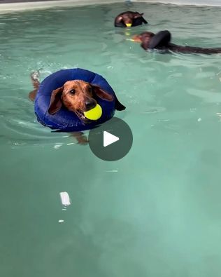 Sausage Dog Swimming School | A school of sausages 🐠 🌭 | By LADbibleFacebook Dachshund Swimming, Swim Teacher, Dog Swimming Pools, Dog Swimming, Swim School, Dachshund Puppy, Dachshund Love, School Looks, Nothing More