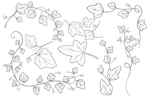 Ivy Vector Illustrations #handmade#art#pdf#format Ivy Drawing, Ivy Tattoo, Ivy Flower, Vine Drawing, Valentines Illustration, Calligraphy Drawing, Ivy Leaves, English Ivy, Ivy Plants