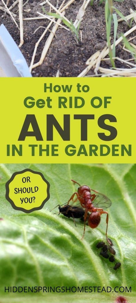 Ant Remedies, Ants In Garden, Best Flowers For Bees, Slugs In Garden, Growing Calendar, Ant Repellent, Bad Bugs, Kill Bugs, Red Ant