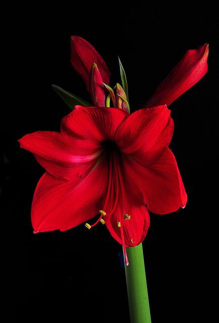 Amaryliss - A Work In Progress. Joan grew one most holidays. Amaryllis Painting, Amaryllis Flowers, Amaryllis Bulbs, Garden Journal, Bonsai Plants, Red Flower, Flower Seeds, Amazing Flowers, Flower Wallpaper