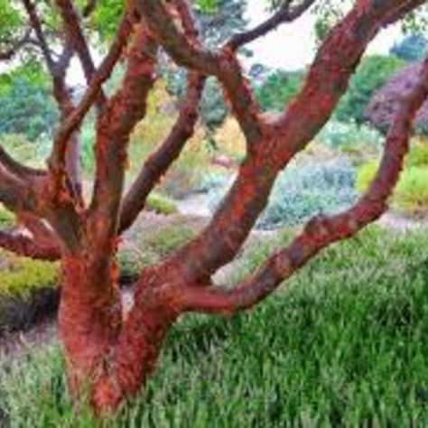 Coral Bark Maple, Deer Garden, Fall Borders, Architectural Plants, Flowering Cherry Tree, Chestnut Horse, Traditional Garden, Maple Tree, Buy Plants