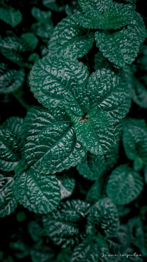 Potret jarak dekat daun mint atau Creeping Charlie Pilea Nummulariifolia dengan latar belakang buram dan gelap. #Miny #Aesthetic #Vintage #Dark #Green #Nature #Flower&Plants #Garden Dark Green Nature, Daun Mint, Creeping Charlie, Flower Plants, Plants Garden, Green Nature, Aesthetic Vintage, Wallpaper Backgrounds, Dark Green