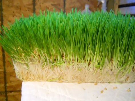 Sprouted Fodder for Livestock :: a complete review – Frühlingskabine Micro-Farm Wheat Plant, Fodder System, Livestock Feed, Mother Earth News, Chicken Feed, Backyard Farming, Wheat Grass, Farms Living, Down On The Farm