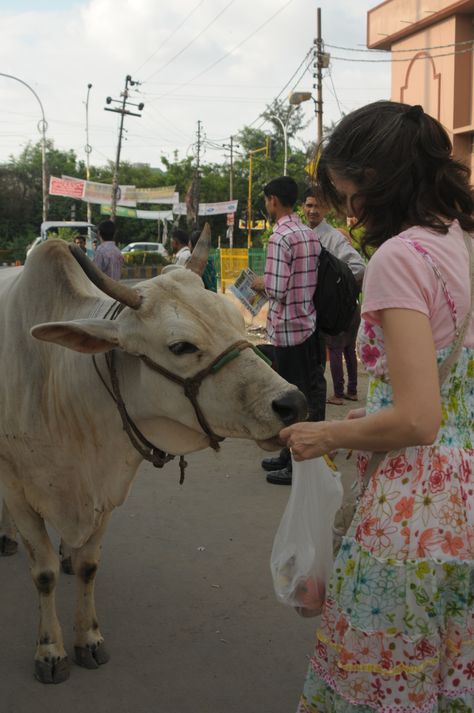 (On a street in India) This cow was participating in helping me do a good deed and at the same time work thru a bit of bad karma (gently & nicely as cows do) I was too slow at giving her the apples, so she pushed me with her horns, ripping a hole in my dress! But all's well that ends well I guess ! Cow Feeding, Cow Feed, Feeding Birds, Indian Culture And Tradition, Bad Karma, Modern India, Om Namah Shivaya, Cow Calf, A Cow