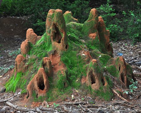 Ant hilll. What a beautiful little kingdom they have built! Ant Hill Architecture, Ant Tunnels, Termite Hill, Ant Hill Art, Big Ant, Ant Hill, Ant Farms, Cool Bugs, Natural Structures