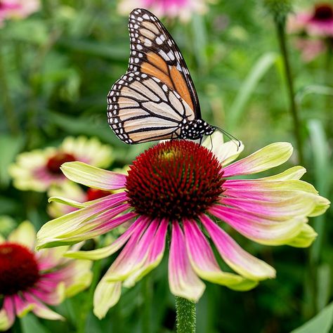 https://exchange.seedsavers.org/page/listing/id/5025.200303 Green Tips, Echinacea Purpurea, Attract Butterflies, Sun And Water, Perfect Plants, Heirloom Seeds, Trees And Shrubs, Drought Tolerant, Summer Flowers