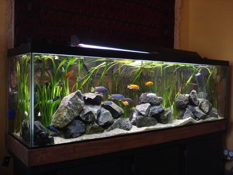 African Cichlid Tank, Cichlid Tank, African Cichlid Aquarium, Biotope Aquarium, Cichlid Aquarium, Fish Tank Themes, Fish Tank Design, Tropical Fish Aquarium, Fresh Water Fish Tank