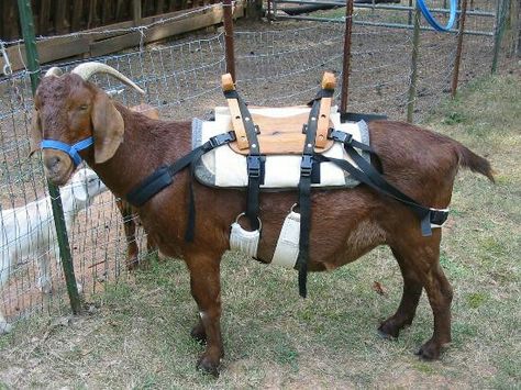 Pack saddle for a goat Pack Goats, Pack Saddle, Goat Playground, Keeping Goats, Show Goats, Goat Care, Goat Barn, Musk Ox, Goat Meat