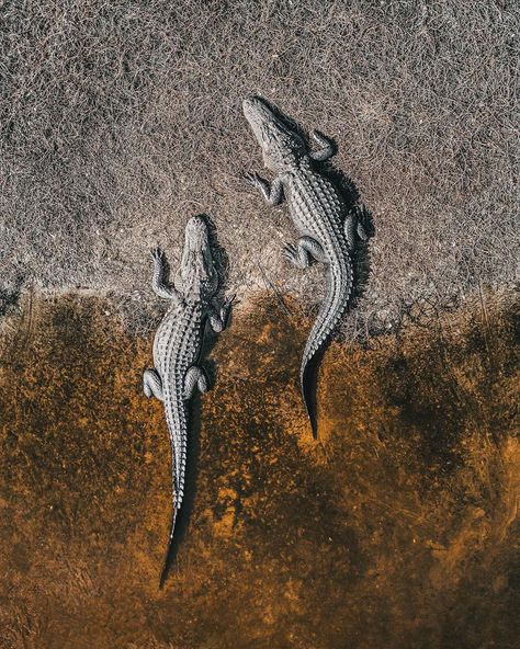 Animal Print Wallpaper, Aerial Arts, Cute Animals Images, Crocodiles, Reptiles And Amphibians, Drone Photography, Animal Fashion, Animal Wallpaper, Animal Tattoos