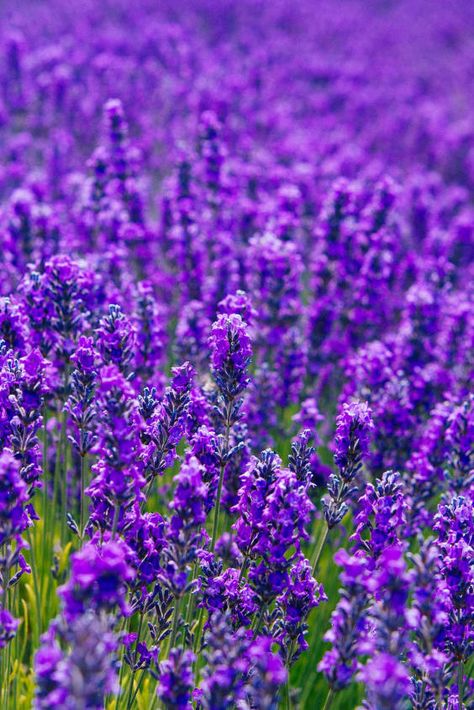 Check out "Sequim Lavender Festival" in Washington Seattle Summer, Sequim Washington, Lavender Festival, Lavender Farm, Lavender Plant, Local Farm, All Things Purple, Free Activities, Flower Show