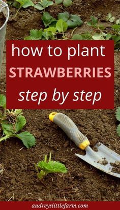 How To Plant Strawberries, When To Plant Strawberries, Planting Strawberries, Plant Strawberries, Growing Strawberries In Containers, Strawberries In Containers, Strawberry Beds, Strawberry Pots, Strawberry Plant