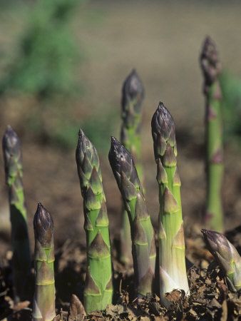 Asparagus; Asparagus officinalis; 蘆筍 Asparagus Plants, Bees Garden, Asparagus Plant, Growing Asparagus, Growing Organic Tomatoes, Growing Organic Vegetables, Tomato Farming, Perennial Vegetables, Garden Vegetable