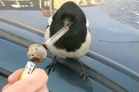 BIRD SMOKING CRACK... BITCH PLEASE..... WANDA''s PIC..... Flipagram Instagram, 웃긴 사진, Silly Animals, 귀여운 동물, Animal Memes, Reaction Pictures, Mood Pics, Really Funny, Aesthetic Pictures