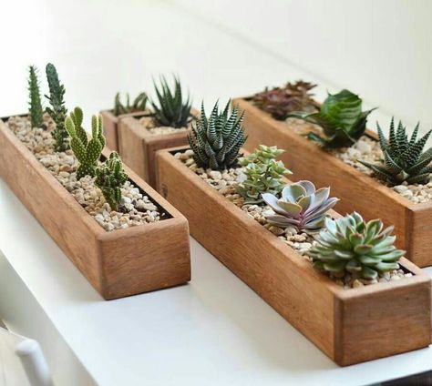 Kaktus Dan Sukulen, نباتات منزلية, Succulent Gardening, Plant Ideas, Succulents Indoor, House Plants Decor, Wooden Planters, Cactus Y Suculentas, Cactus Garden