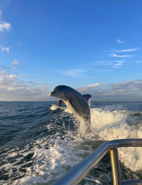 #dolfin #ocean #beach #boat #summer #summervibes #aesthetic Boat Summer, Wow Photo, Beach Boat, Drømme Liv, Ocean Girl, Beautiful Sea Creatures, Ocean Vibes, Pretty Landscapes, Pretty Animals