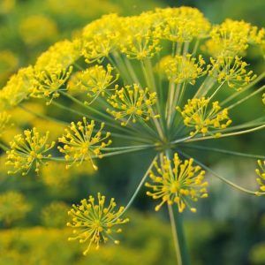 Best and Worst Companion Plants for Pumpkins Galbanum Essential Oil, How To Grow Dill, Easy Herbs To Grow, Bush Beans, Pole Beans, California Garden, Aromatic Plant, Buy Plants, Easy Plants