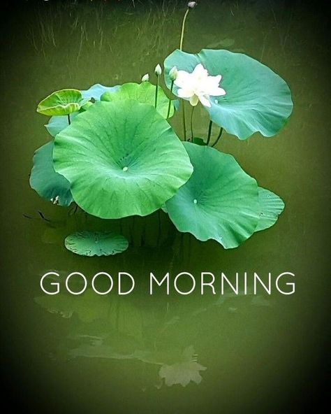 -Good-morning- Happy Diwali Photos, Morning Massage, Beautiful Good Morning Wishes, Morning Pic, Morning Wednesday, Good Morning Massage, Good Morning Wishes Gif, Lilies Flowers, Good Morning Wednesday