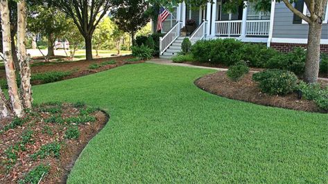 How To Get Zoysia Grass To Spread Faster (The Best Ways) Zoysia Grass Lawn, Zoysia Grass, Bermuda Grass, Perennial Grasses, Types Of Grass, Lush Lawn, Green Lawn, Photosynthesis, Types Of Soil