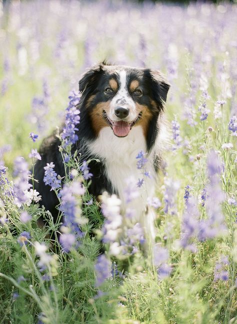 Australian Shepherd in field of flowers, lifestyle dog photography | ©️️️️The Ganeys #dogphotography #Australianshepherd #aussie #handsomedog Dog Photoshoot, Dog Pics, Cute Dog Photos, Dog Photograph, Field Of Flowers, Australian Shepherds, Sweet Dogs, Dog Photography, Flower Field