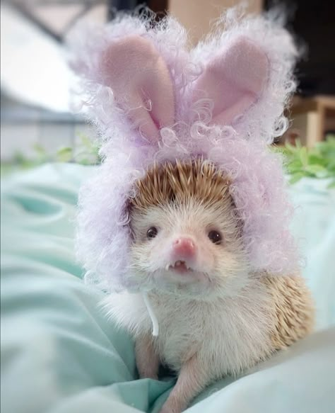 Aesthetic Hedgehog, Frog Hat, Cute Hedgehog, Ferret, Pink Aesthetic, Animals And Pets, Baby Animals, Cute Animals, Easter