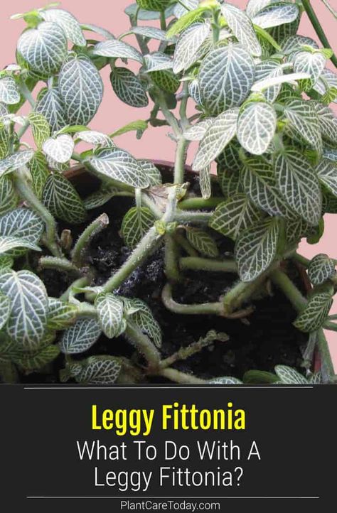 Why Is My Fittonia Getting Leggy - What To Do? Fittonia Plant Care, Fittonia Plant, Houseplant Tips, Flower Tips, Green Backyard, Nerve Plant, Black Thumb, Inside Plants, Fertilizer For Plants