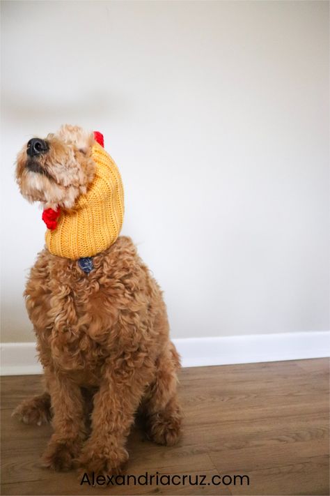 So, what will your dog wear for halloween? According to my instagram poll, eighty percent of people were interested in halloween costumes for dogs as opposed to themselves. Kevin, my artist assistant and mini-goldendoodle happily volunteered to model last minute dog costume ideas for you!In this post you’ll find a mix of quick DIY dog costumes and amazon finds. First, we will start with how to make your own TY Beanie Baby Costume for dogs. Rooster Dog Costume Ideas. Rooster Dog Costume Ty Beanie Baby Costume, Beanie Baby Costume, Beanie Baby Costumes, Dog Costume Ideas, Halloween Costumes For Dogs, Rooster Costume, Costumes For Dogs, Costume For Dogs, Costume Ideas For Halloween