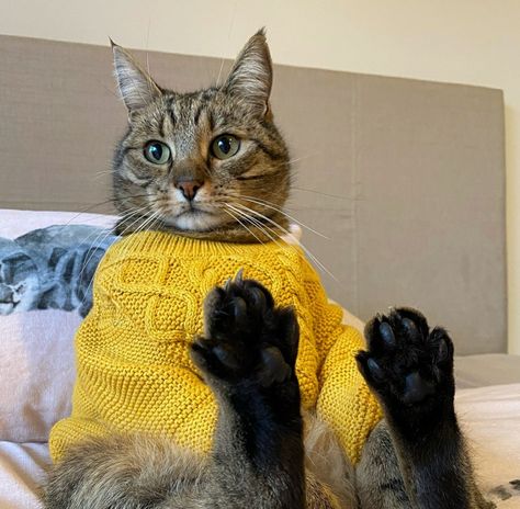 Cats Wearing Clothes, Cats In Clothes, Cats In Sweaters, Cat Aesthetic, Silly Cats, Cute Creatures, Cat Clothes, Mellow Yellow, Pretty Cats