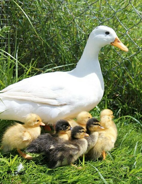 Geese Photography, Mother And Baby Animals, Duck Family, Duck And Ducklings, Duck Photo, Cute Ducklings, Baby Farm Animals, Chicken Painting, Baby Ducks