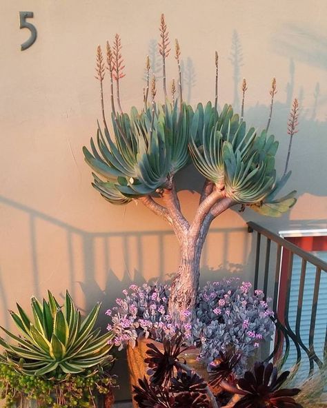 Fan Aloe, California Native Garden, Drought Tolerant Garden, Succulent Garden Design, Hanging Succulents, Aloe Plant, Desert Garden, Outdoor Gardens Design, The Trunk