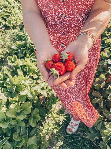 #summer #summervibes #strawberry #fotoshooting #red Strawberry Picking Pictures, Tumblr Photoshoot, Mahabaleshwar, Strawberry Summer, Strawberry Picking, Strawberry Patch, Cute Strawberry, Strawberry Fields, Grad Photos