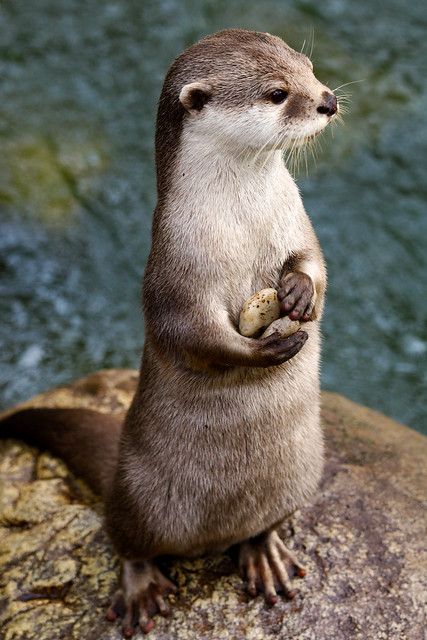 Wildlife Images, Otters Cute, Psy I Szczenięta, Gambar Figur, Cute Wild Animals, Cute Animal Photos, Cute Creatures, Adorable Baby, Animal Photo