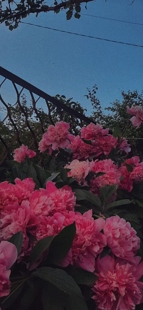 #peony #peonies #evening #sunset #wallpaper #beautiful #aesthetic #pink Flower Aesthetic Peonies, Pink Carnation Aesthetic Wallpaper, Pink Carnations Wallpaper, Carnation Wallpaper Aesthetic, Dark Pink Flowers Aesthetic, Pastel Pink Flowers Wallpaper, Peony Wallpaper Aesthetic, Peony Aesthetic Wallpaper, Peonies Aesthetic Vintage