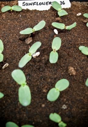 Sunflower seedlings germinating Harvesting Sunflowers, Sunflower Seedlings, Outdoor Makeover, Flower Seedlings, Edible Gardening, Growing Sunflowers, Spring Planting, Golden Autumn, Gardening 101