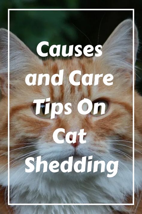 There are a few things that you can do to reduce cat shedding. The first thing is to feed your cat the right food, which will help to contribute to a healthy Cat Shampoo, Black Roots, Cat Shedding, Detangler Spray, Cat Hiding, Long Haired Cats, Hair Shedding, Cat Help, Best Shampoos