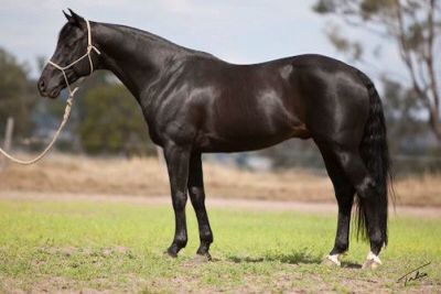 Australian Stock Horse, Horses Training, Stock Horse, Morgan Horse, Black Horses, Friesian Horse, All The Pretty Horses, Australian Animals, Equine Art