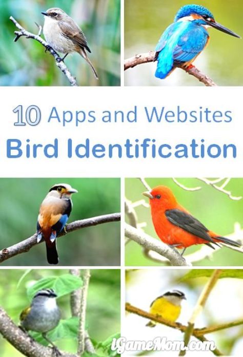 10 apps and websites helping kids learn bird identification, bird color, bird size, bird sound, bird call, … interactive and multimedia science tools for kids and adults to learn about birds. Backyard Birds Watching, Tools For Kids, Bird Identification, Science Tools, Bird Calls, Bird House Kits, Bird Theme, How To Attract Birds, Homeschool Science