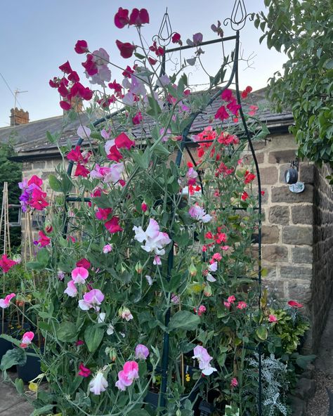 Eeek today is sweet pea planting out day!! 🥳🌸 So excited! I’m ready for my sweet pea arch again.. even though they’re a pain in the bum to look after (constant tying in and tendril removal!)😅 I’m only planting out my strong and healthy Autumn sown ones today. The Spring sown ones will be later in April as they’re still pretty tiny and it’s a little cold for them. I usually prefer Autumn over Spring sown but this year some have struggled to overwinter and died. I’m not the only one either, ... Sweet Pea Flowers Trellis, April Sweet Pea, Sweet Pea Varieties, Sweet Pea Tendrils, Daisies And Sweet Peas, Re A, Healthy Fall, Arbor, Sweet Pea