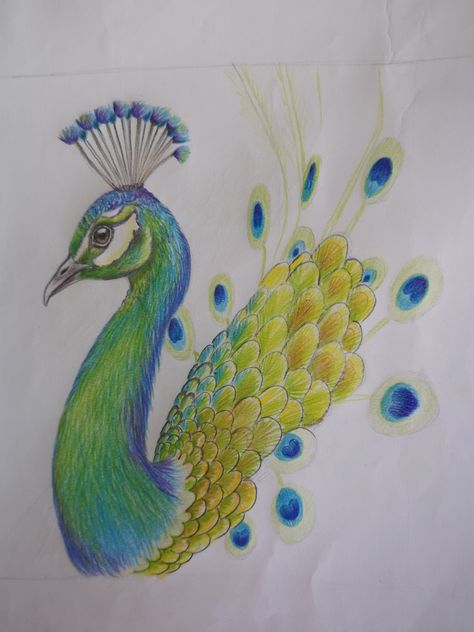 Picoke Bird Photo, Picoke Bird, Pencil Colour Painting, Peacock Drawing, Autumn Phone Wallpaper, Colouring Pictures, Nature Art Drawings, Nose Drawing, Colour Pencil