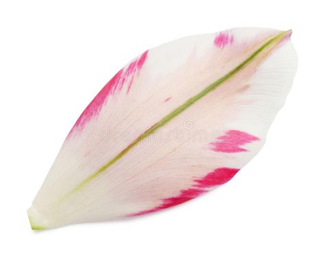 Petal of the tulip. Petals of the tulip isolated on the white background , #affiliate, #Petals, #tulip, #Petal, #background, #white #ad Tulip Petals, Flower Petal Shapes, Double Petal Tulips, Opened Tulips, Tulip Close Up, Species Tulips, Spring Boards, Color Pencil Art, Booth Design