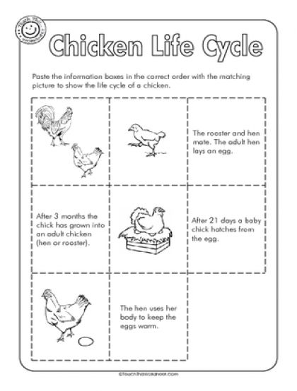 Chicken Life Cycle Chick Life Cycle, Chicken Life Cycle Activities, Life Cycle Worksheet, Life Cycle Of A Chicken, Life Cycles Preschool, Science Life Cycles, Chicken Life Cycle, Family Tree Worksheet, Homeschool Nature Study