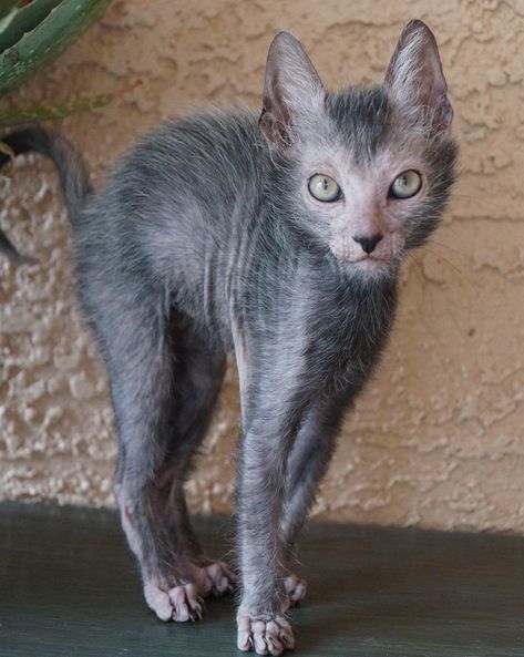 18 Pets That Are So Unique, It’s Hard to Believe They’re Even Real Werewolf Cat, Lykoi Cat, Scary Face, Scary Cat, Rare Cats, Rare Animals, Bright Side, Warrior Cats, Pretty Cats