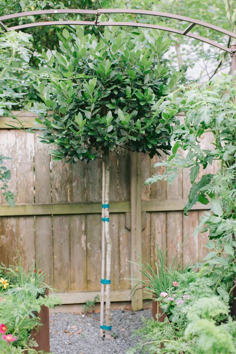 Bay Tree Hedge, Indian Laurel Columns, Bay Laurel Hedge, Oregon Landscaping, Bay Leaf Plant, Laurel Bush, Bay Leaf Tree, Laurel Plant, Bay Laurel Tree