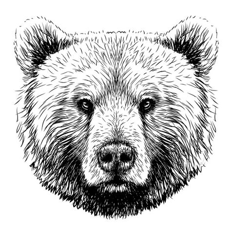 Animal Sketches Pencil, Bear Face Drawing, Bear Sketch, Bear Tattoos, Fashion Illustration Watercolor, Drawing Heads, Sketches Pencil, Bear Drawing, Bear Tattoo