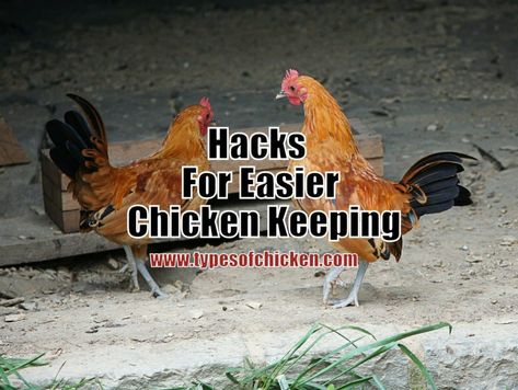 We decided to share with our readers some of the Hacks For Easier Chicken Keeping with hope that they will make your chicken keeping simpler. Chicken Breeds With Pictures, Small Chicken Breeds, Bantam Breeds, Bantam Chicken Breeds, Hens Party Themes, Bantam Chickens, Types Of Chickens, Chicken Pictures, Chicken Keeping