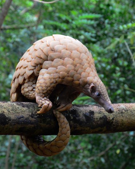 Indian Pangolin (Manis crassicaudata) / Grand pangolin d'Inde / Image by bhanuka (Bhanuka Ranasinghe) from inaturalist.org Pangolin Drawing, Pangolin Fantasy Art, Pangolin Illustration, Giant Pangolin, Chinese Pangolin, African Pangolin, Indian Pangolin, Interesting Animals, Endangered Animals