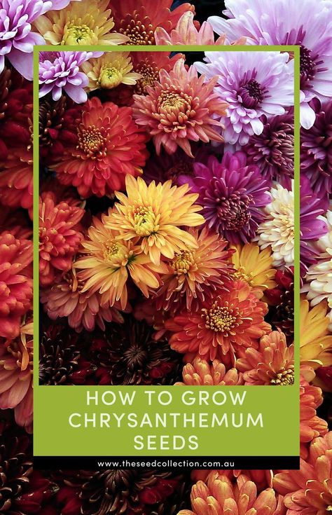 a bunch of chrysanthemum flowers Chrysanthemum Growing, Chrysanthemum Seeds, Seed Collection, Chrysanthemum, How To Grow, Soil, To Grow, Seeds